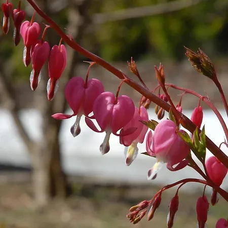 לינה וארוחת בוקר Thalassa Domaineleshesperides ביטש