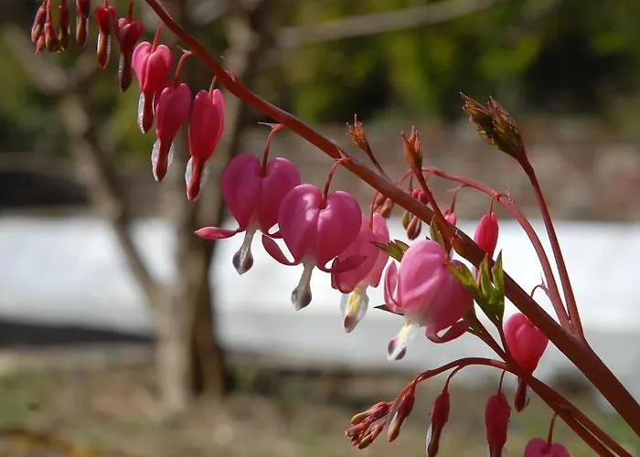 Bed & Breakfast Thalassa Domaineleshesperides Bitche